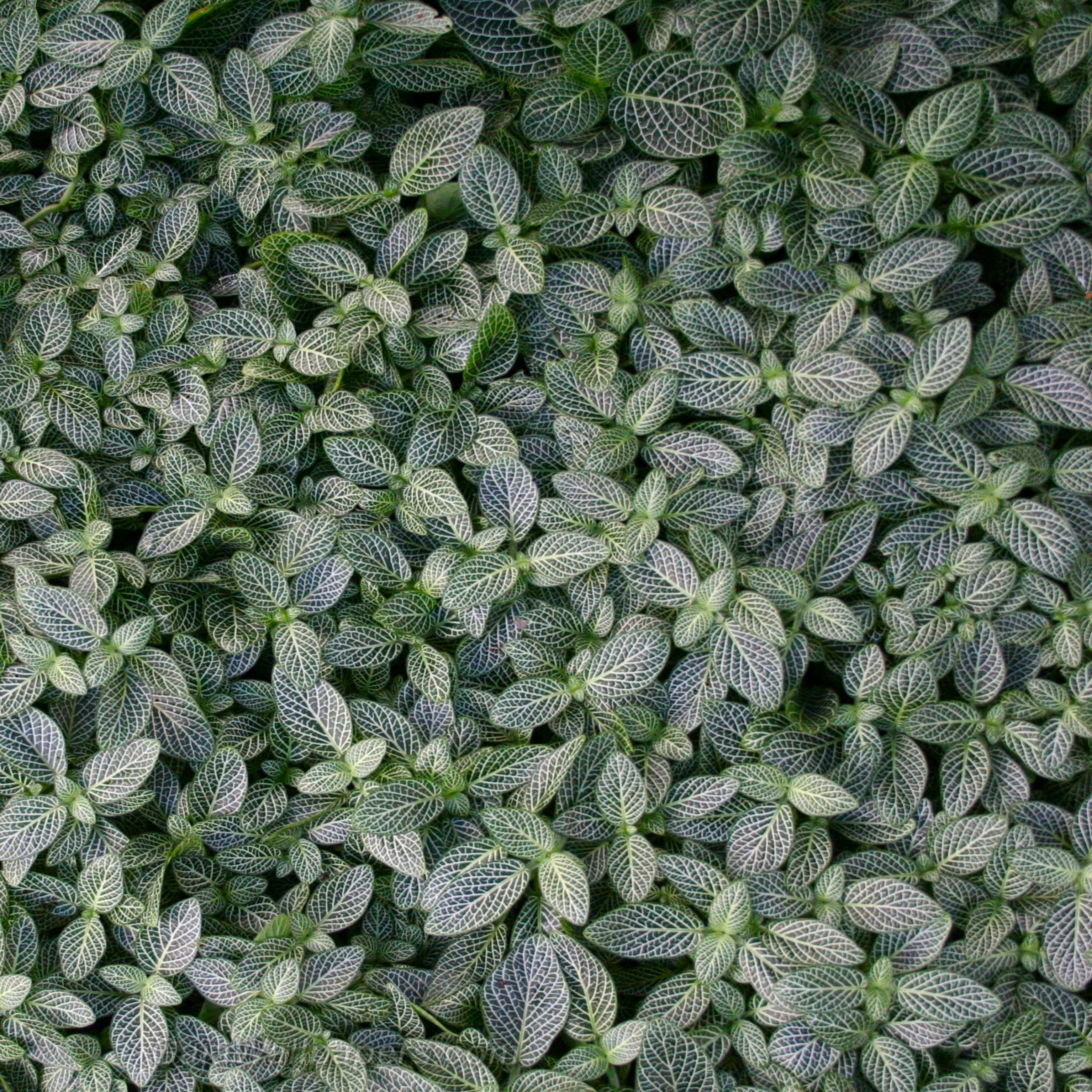 Ground leaf cover - Free desktop wallpapers