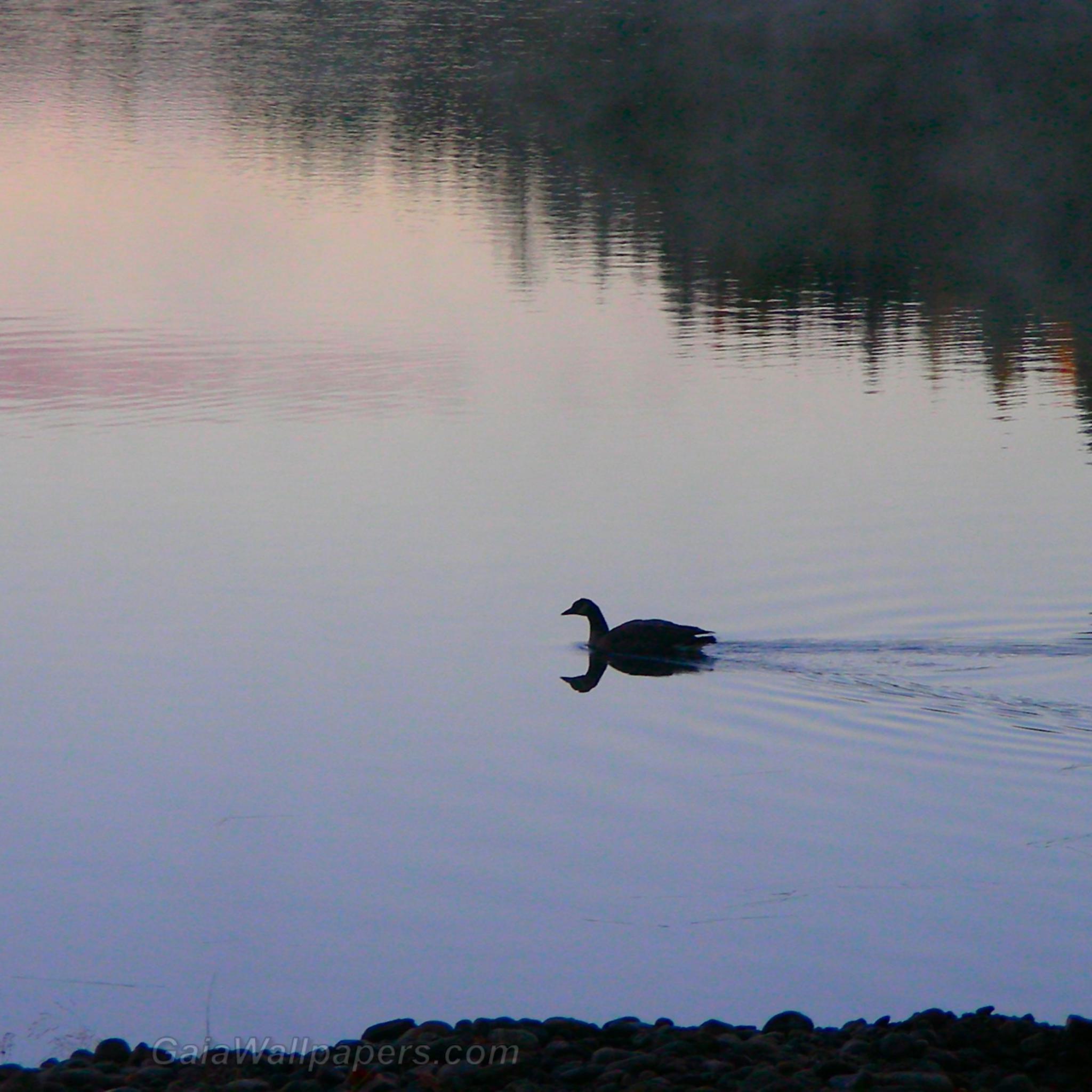 Canard nageant sur un lac calme - Fonds d'écran gratuits