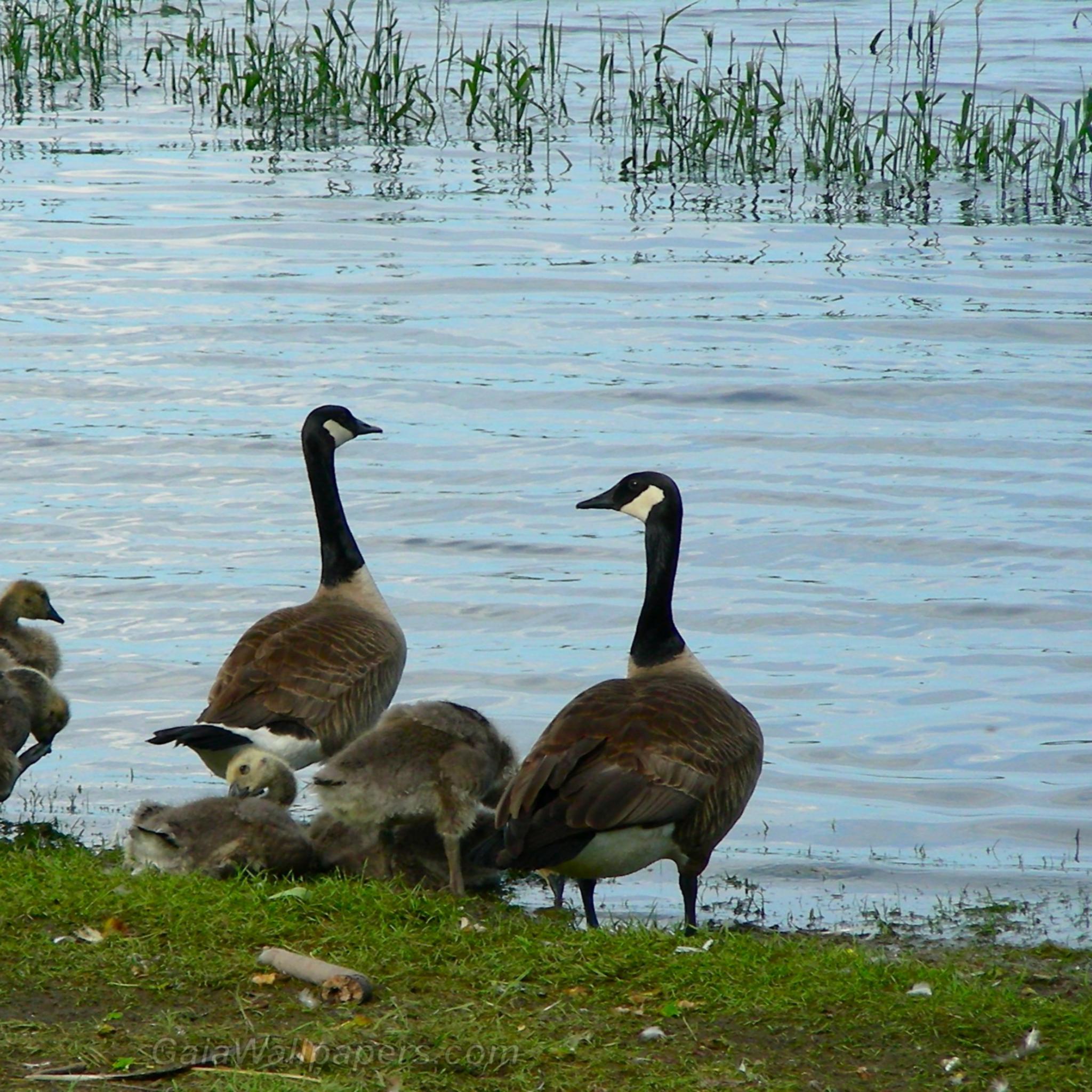 New familly of Canada Geese - Free desktop wallpapers
