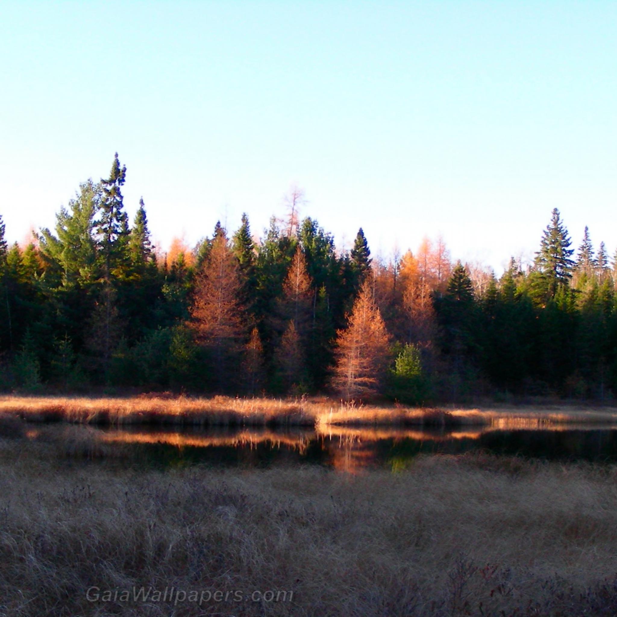 Marshy lake at the end of the day - Free desktop wallpapers
