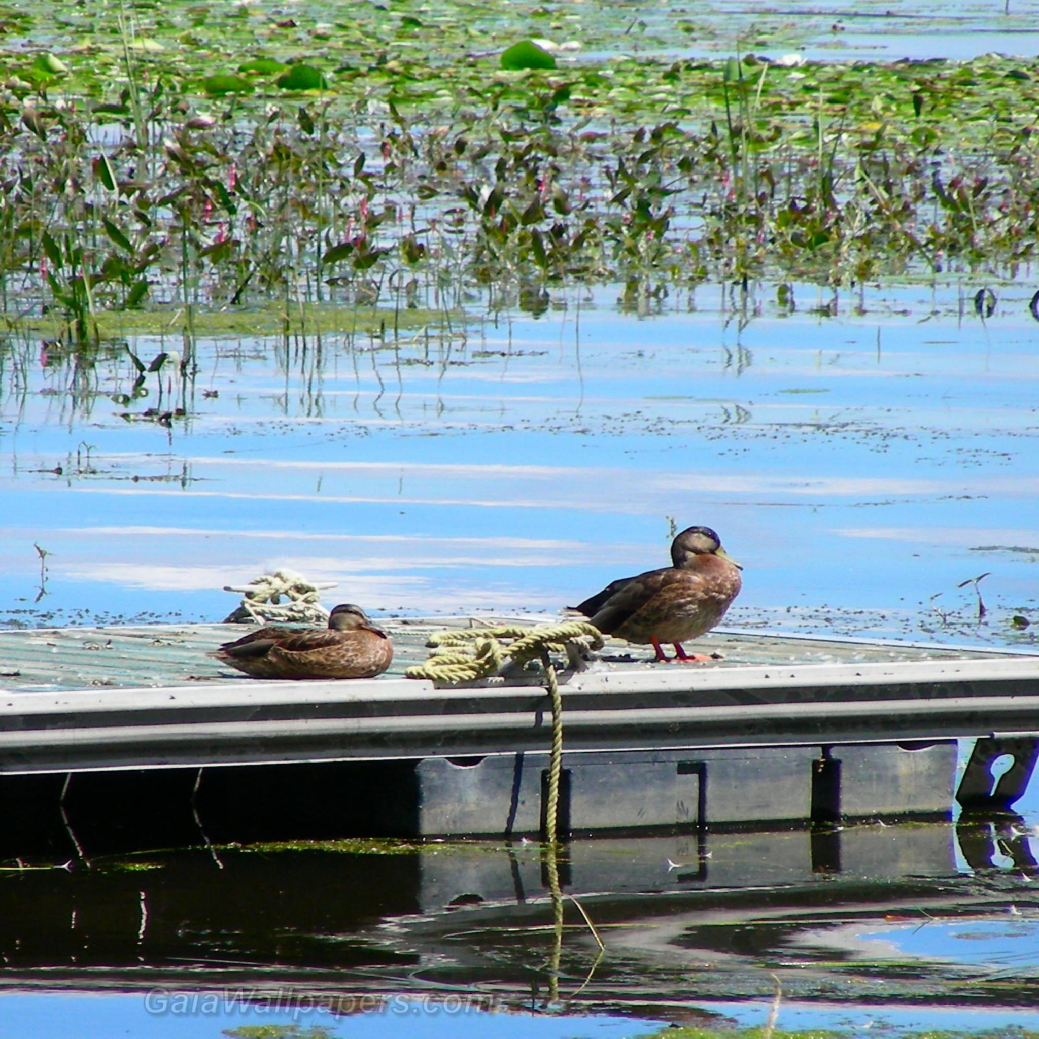 Canards relaxant sur un quai - Fonds d'écran gratuits
