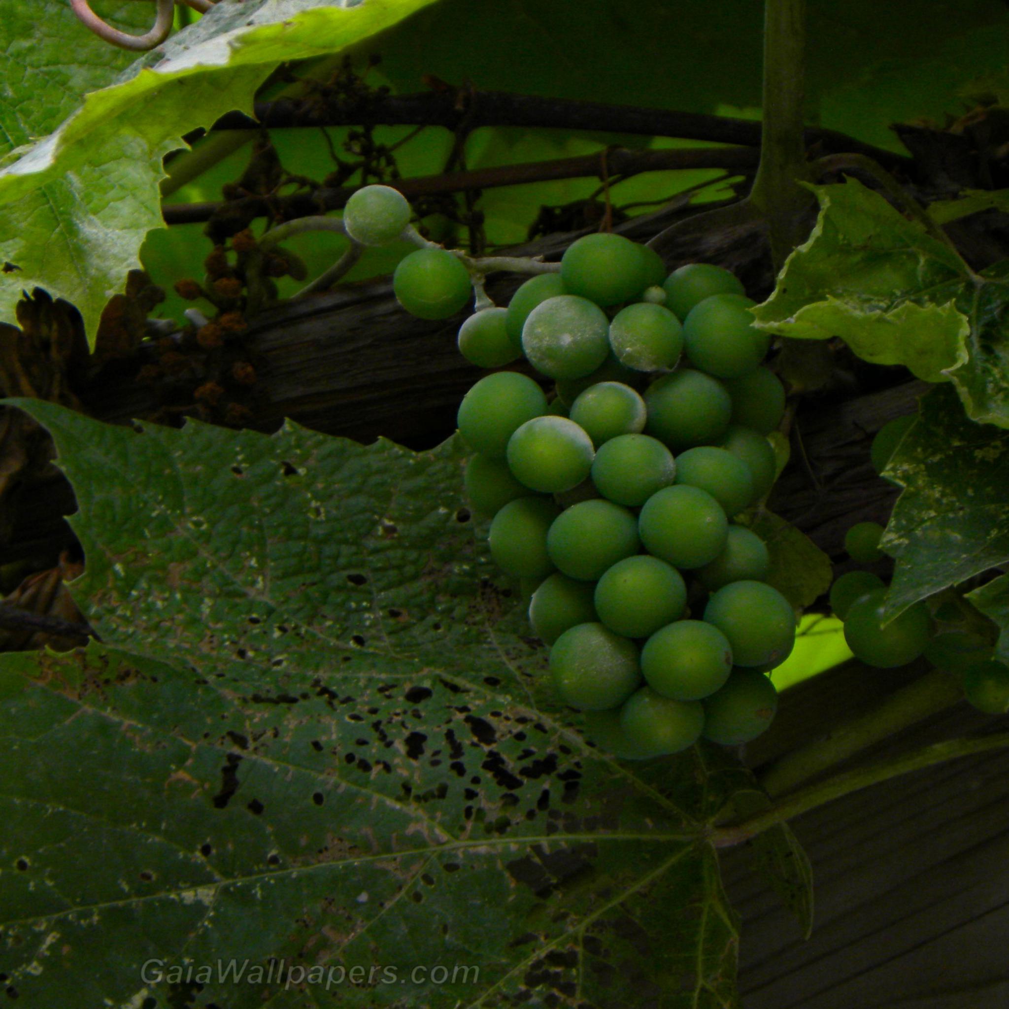 Grapes on the vine - Free desktop wallpapers
