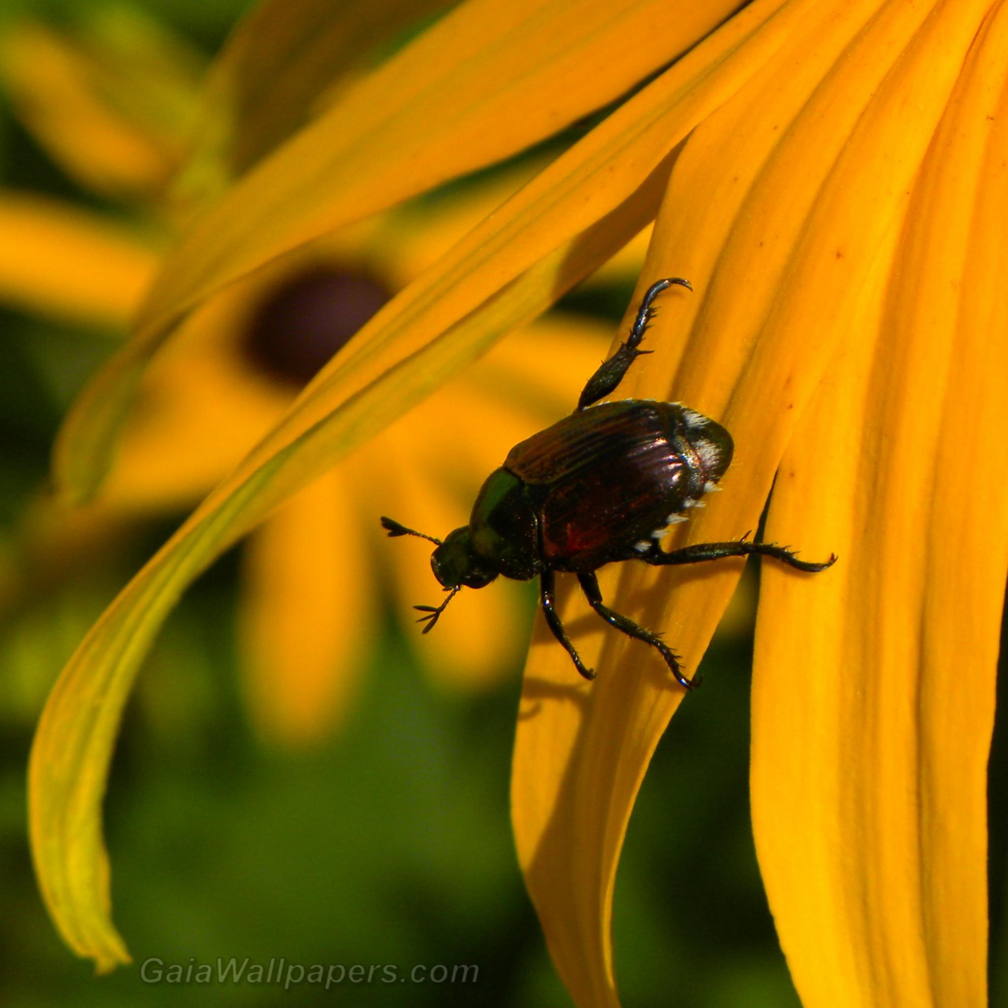 Small insect climbing a Rudbeckia - Free desktop wallpapers