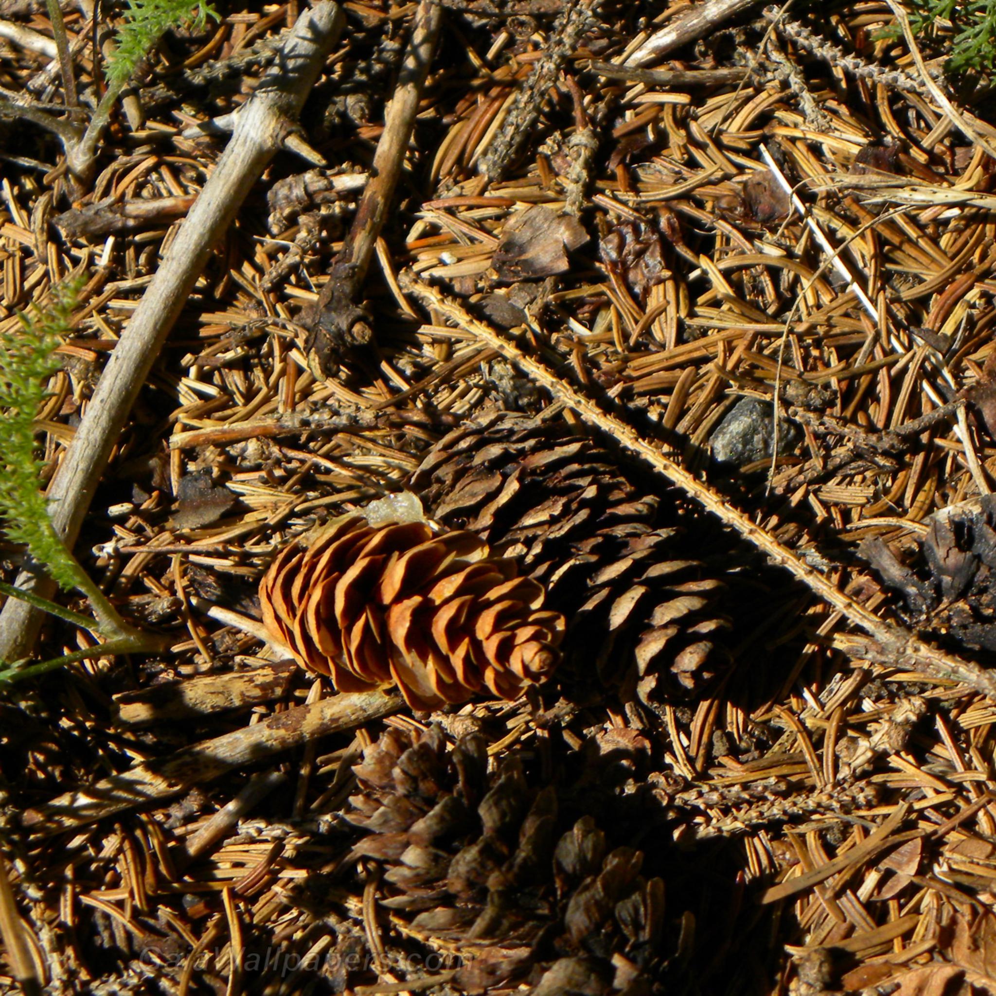 Cones on the ground - Free desktop wallpapers