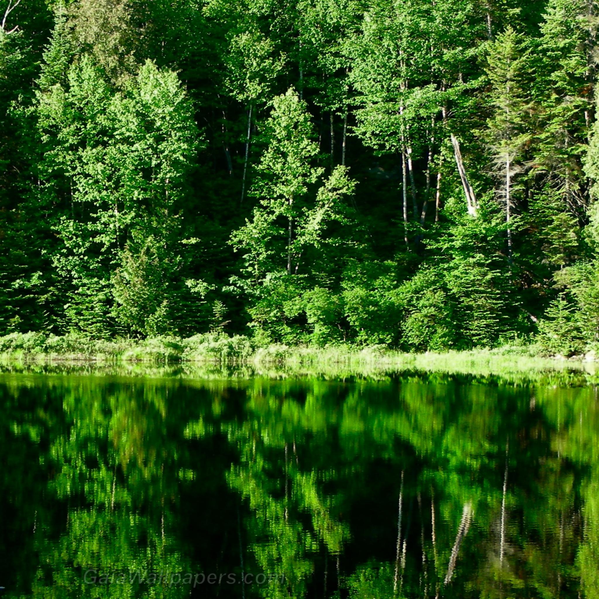 Réflexion de la verte forêt sur l'eau - Fonds d'écran gratuits