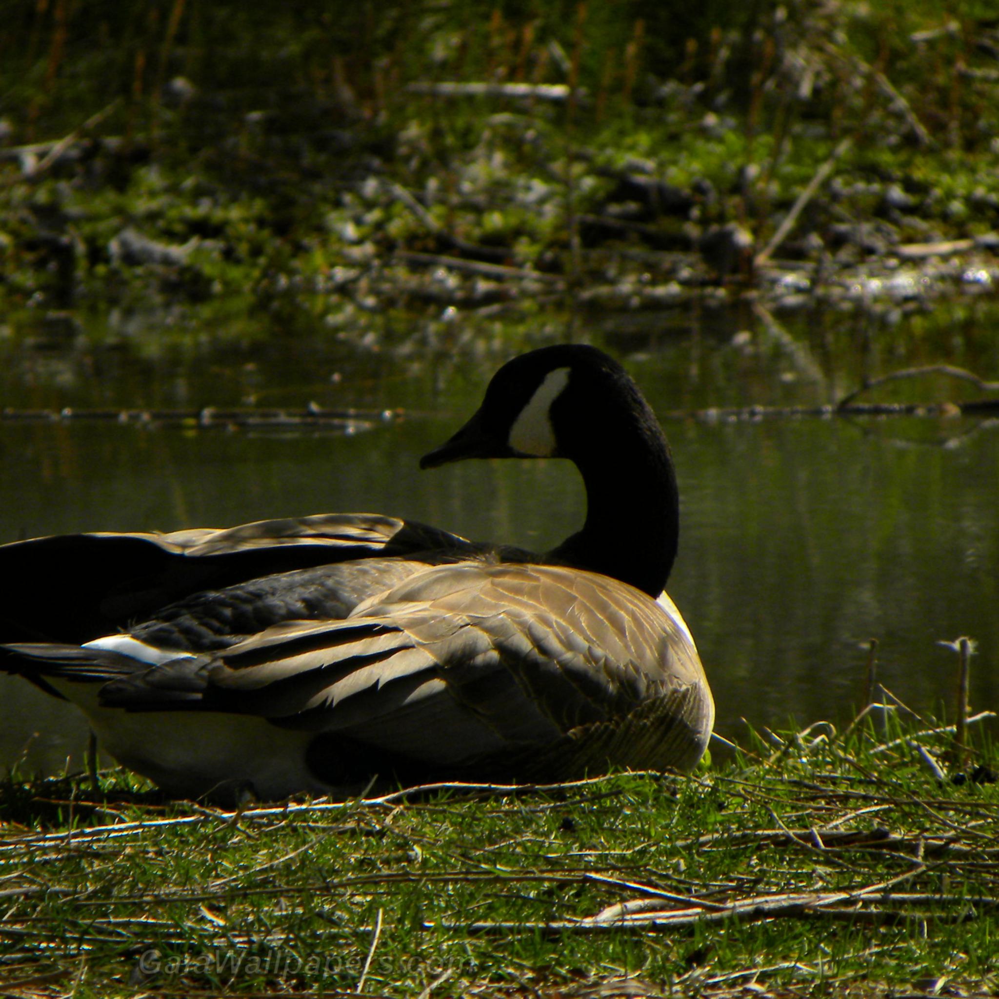 Canada Goose resting near a pond - Free desktop wallpapers