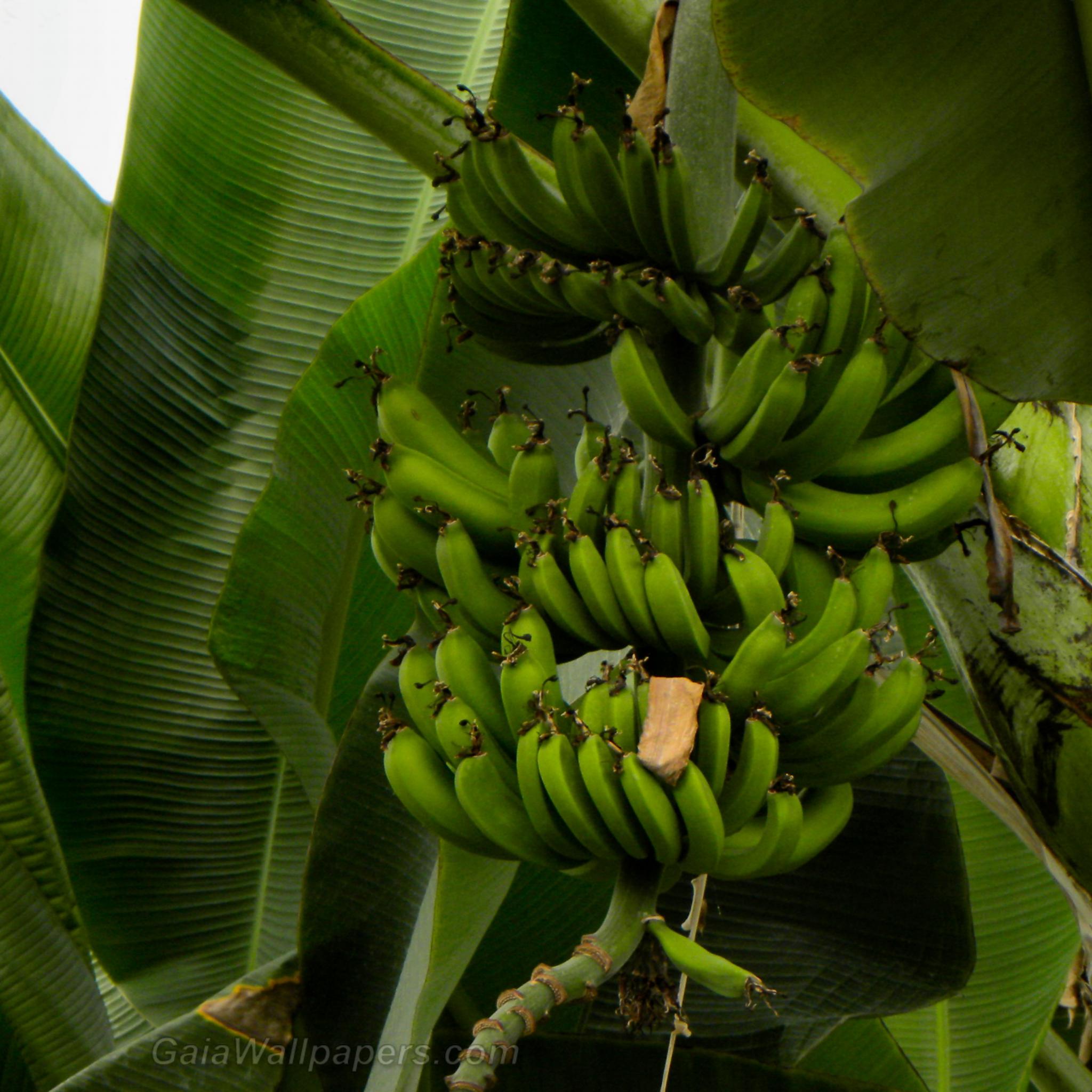 Bananes vertes dans un bananier - Fonds d'écran gratuits