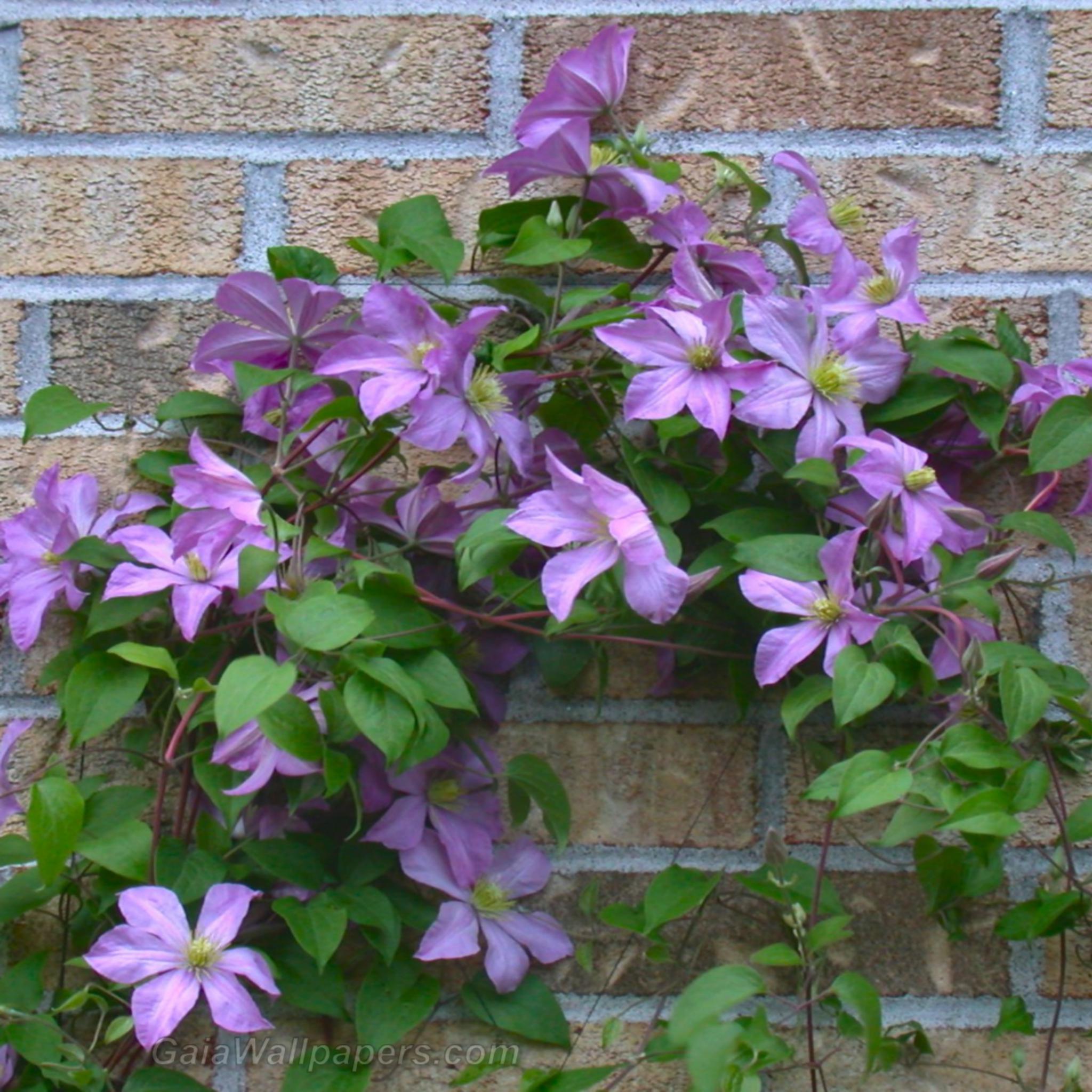 Clematis on a brick wall - Free desktop wallpapers