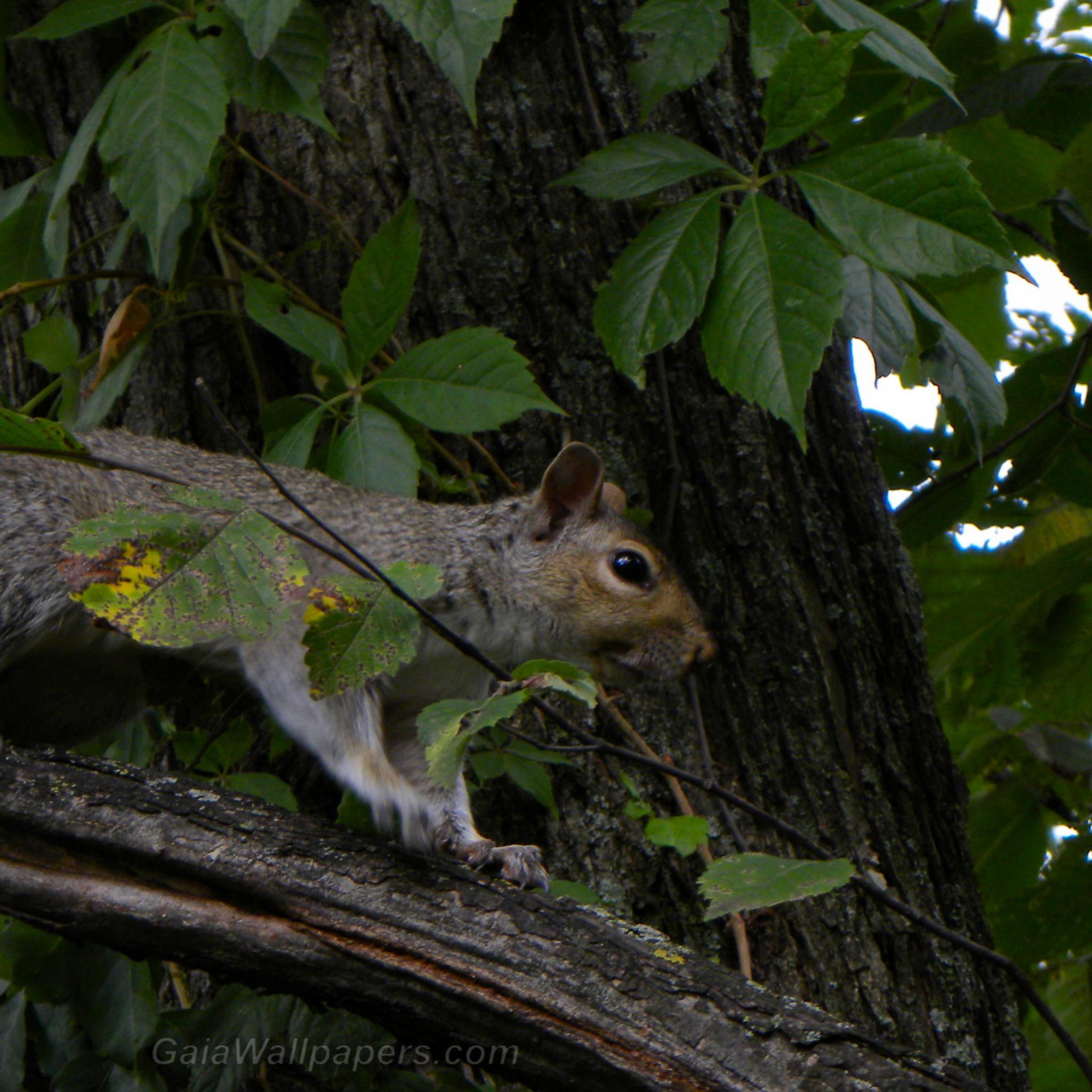 Squirrel on the watch in the tree - Free desktop wallpapers