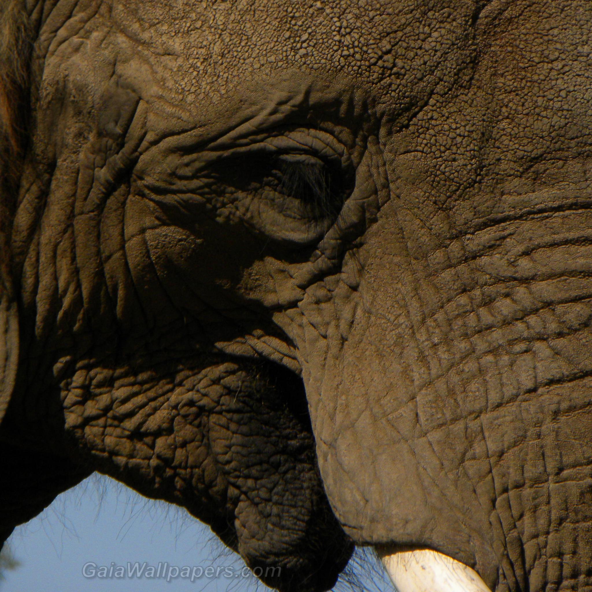 Visage d'éléphant - Fonds d'écran gratuits