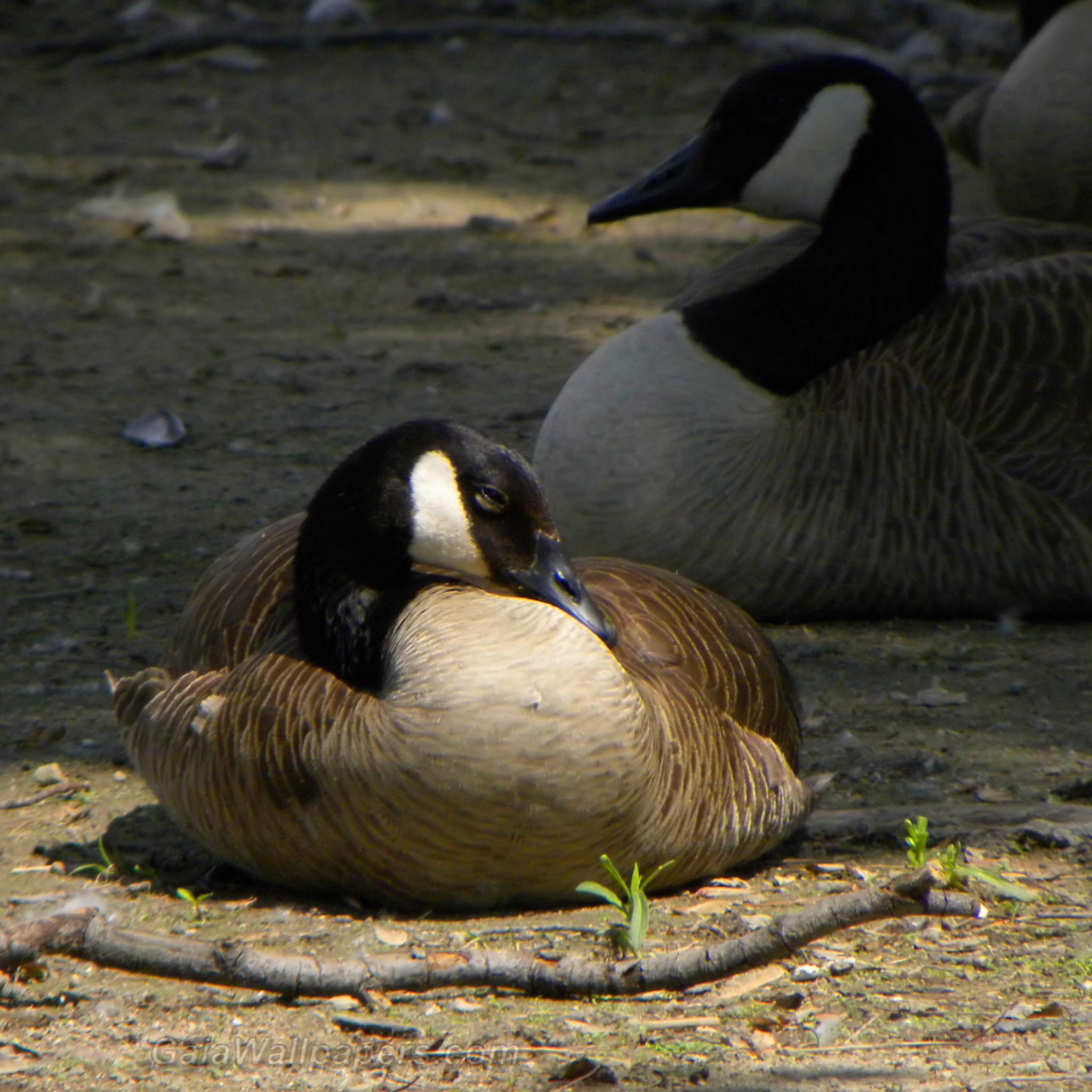 Canada Goose relaxing on the shore - Free desktop wallpapers