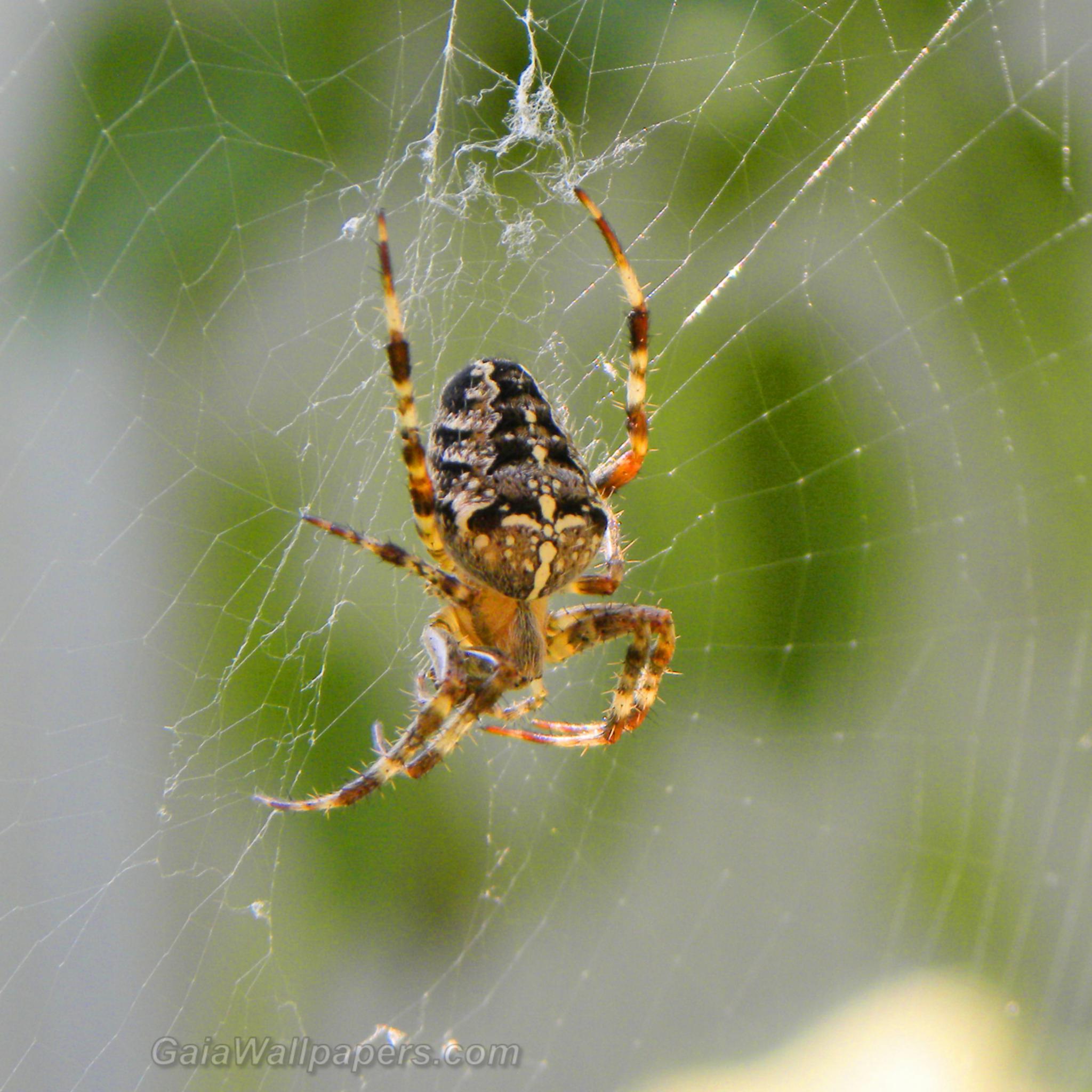 Spider waiting for a prey - Free desktop wallpapers