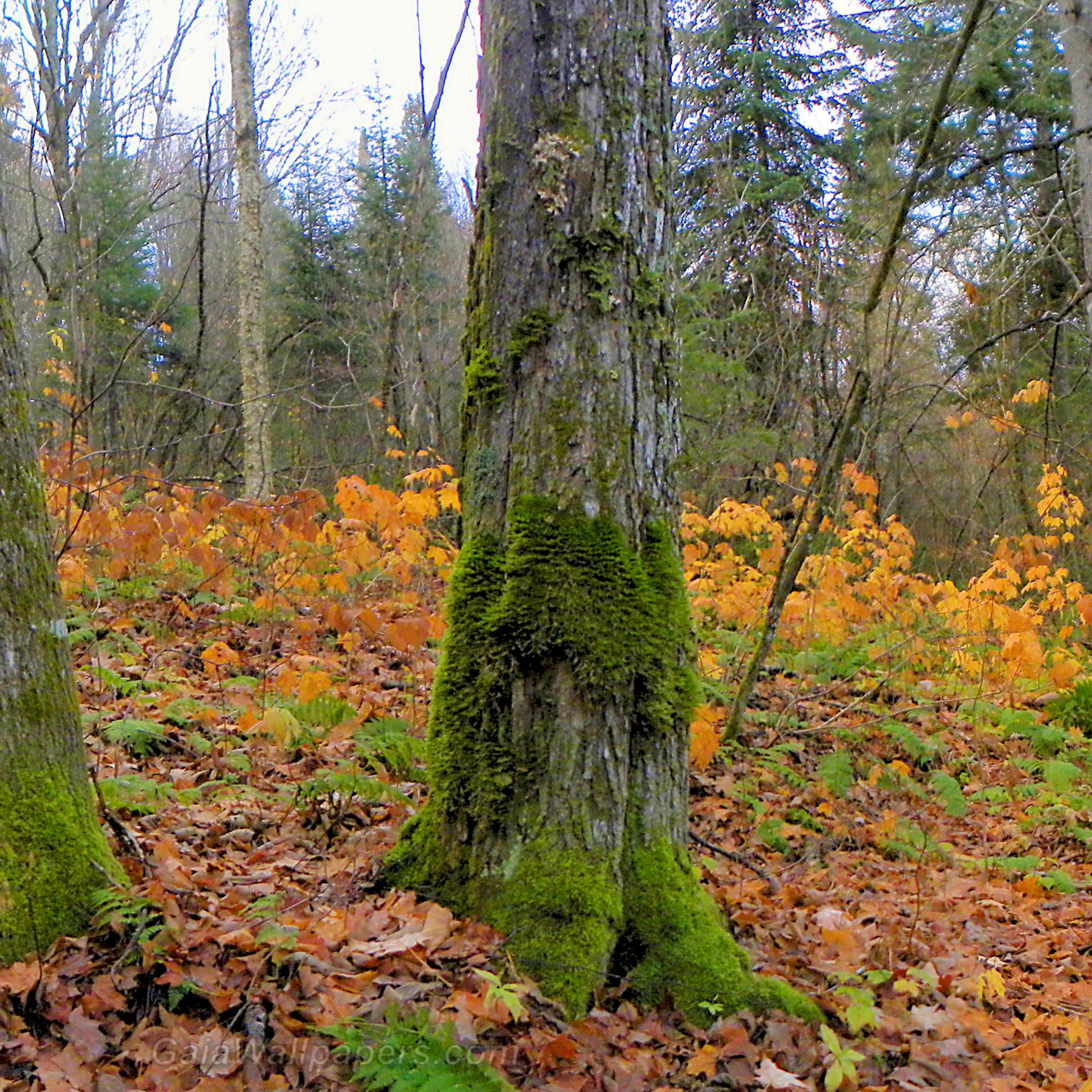 Deux vieux arbres dans la forêt - Fonds d'écran gratuits