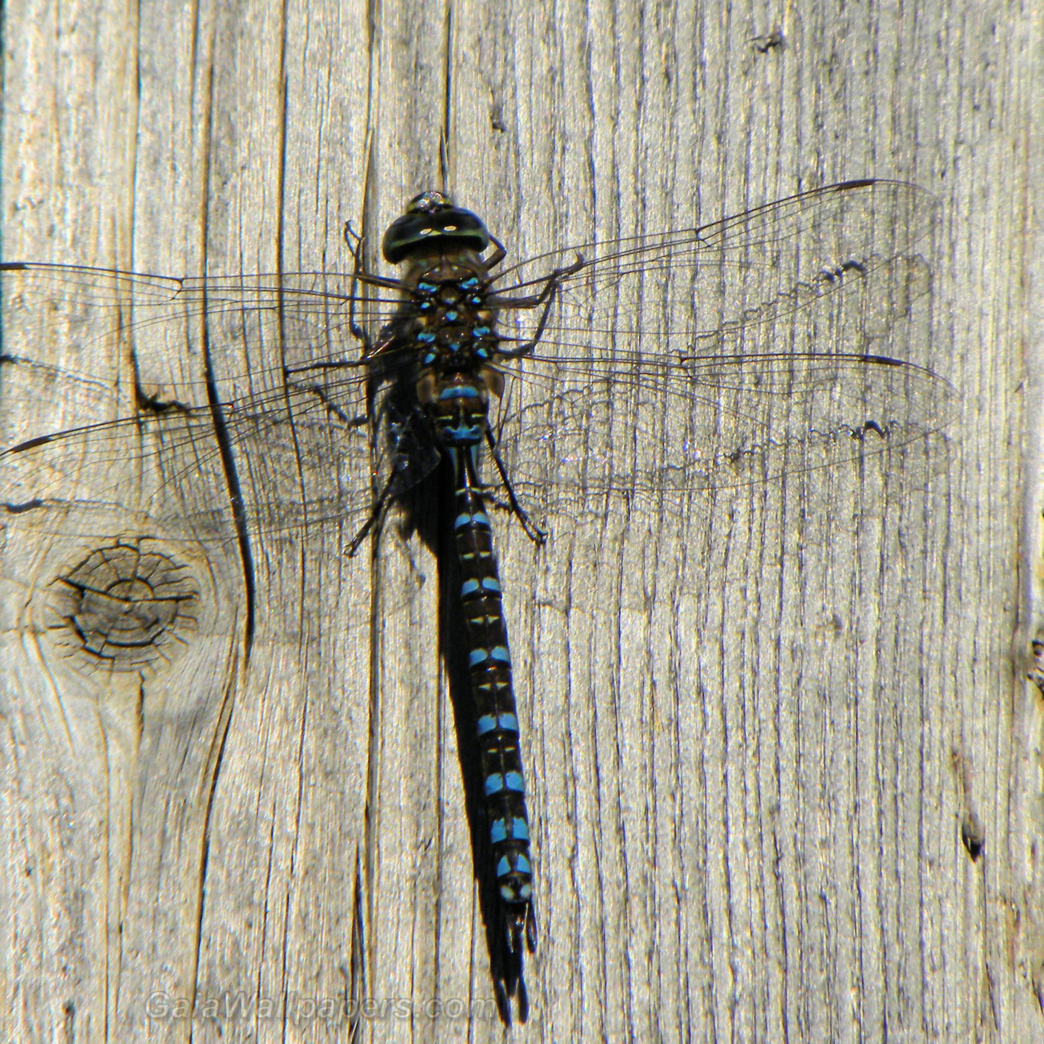 Dragonfly on a pole - Free desktop wallpapers