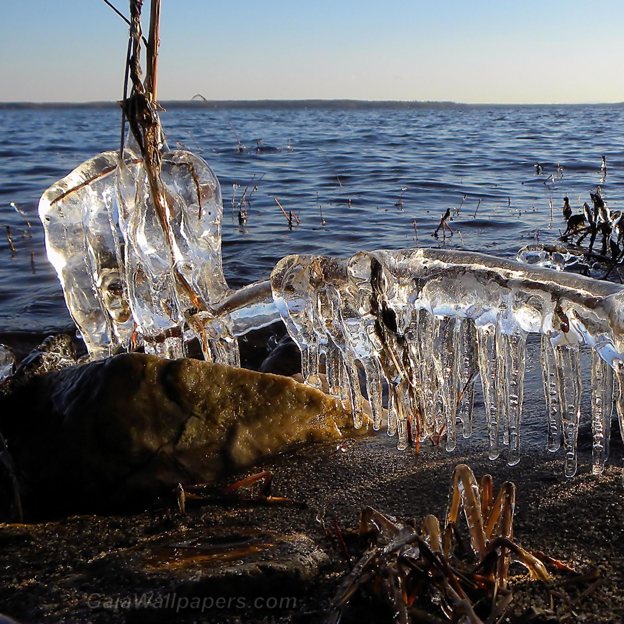 Ice crystallization condemning the last vegetation - Free desktop wallpapers