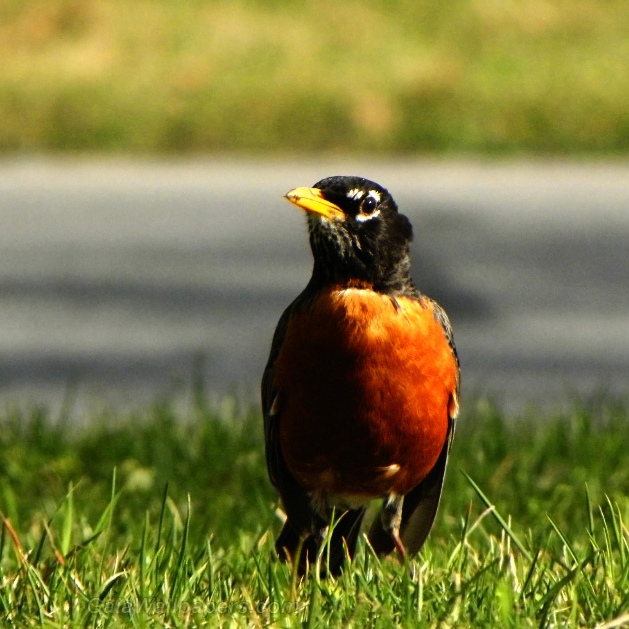 American Robin on the lookout for a snack - Free desktop wallpapers