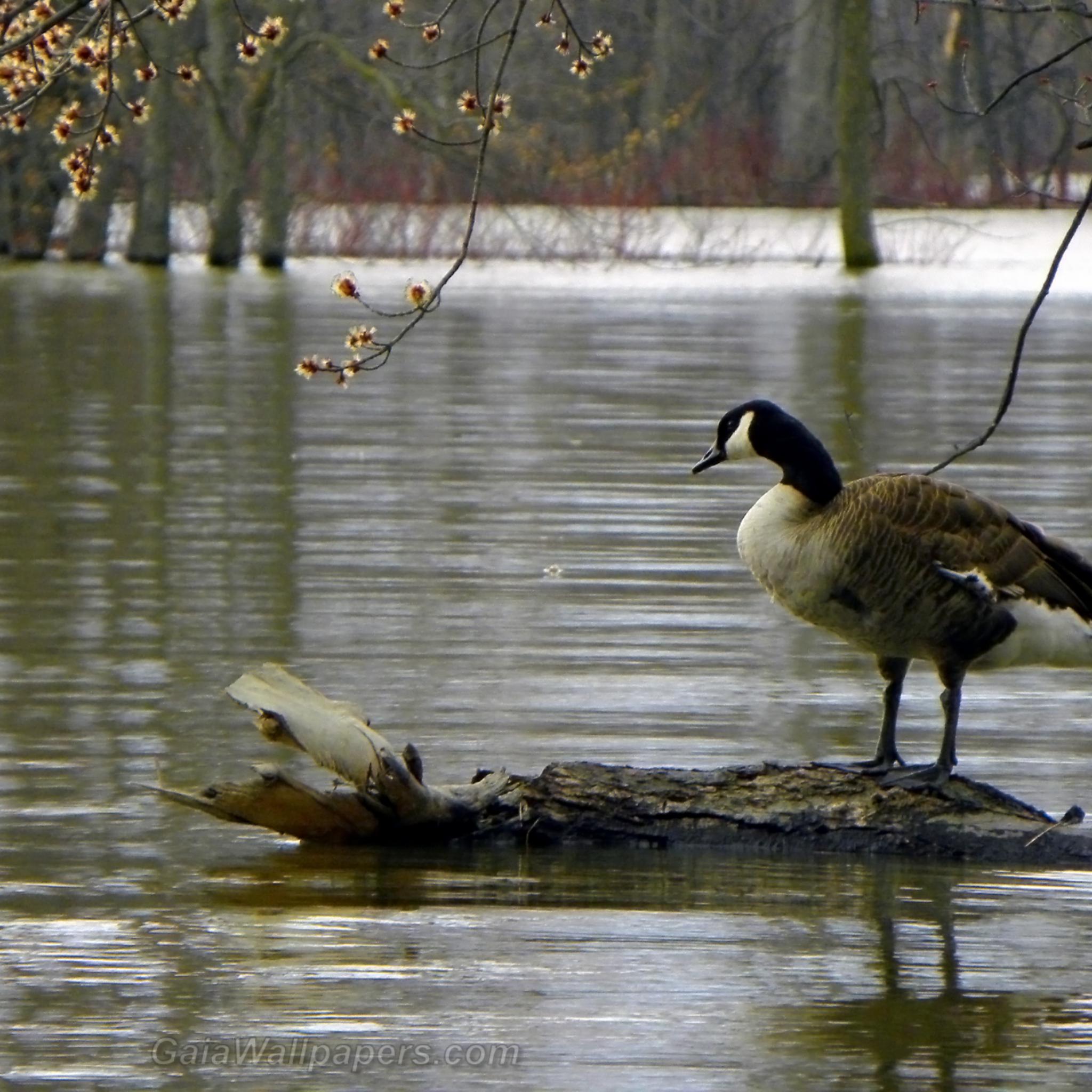 Canada Goose looking at high water during early spring - Free desktop wallpapers