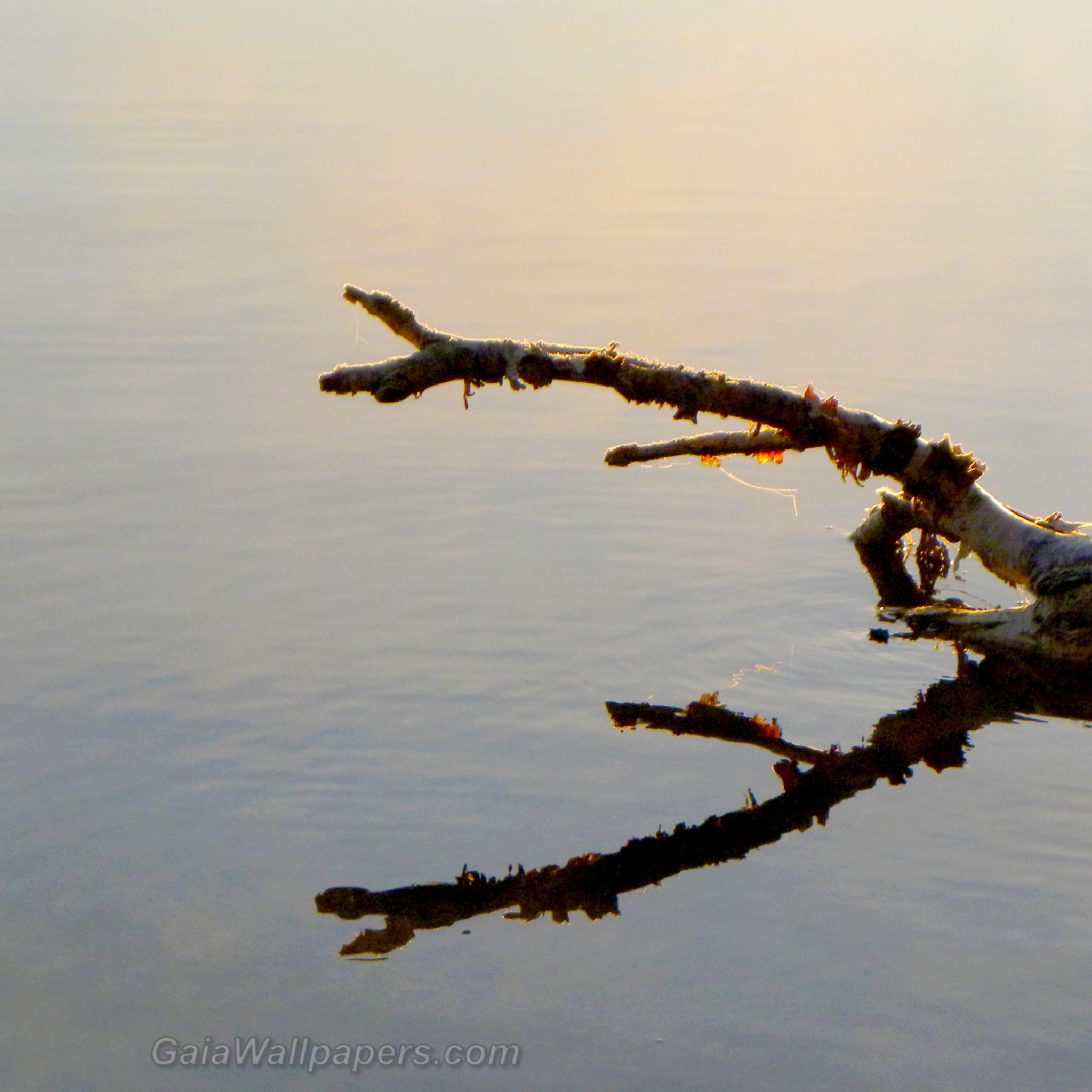 Réflexion du matin d'un arbre mort sur le lac - Fonds d'écran gratuits