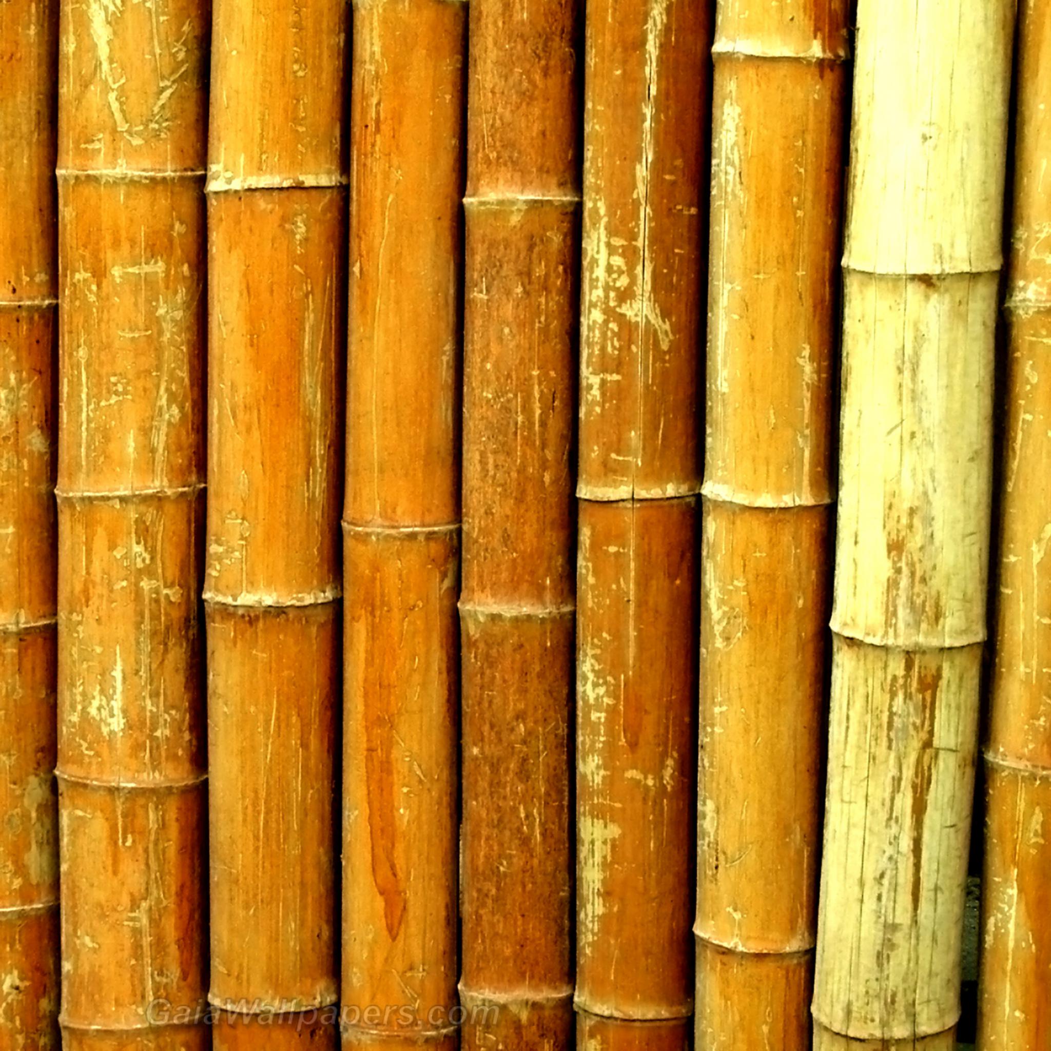 Mur de bambou - Fonds d'écran gratuits