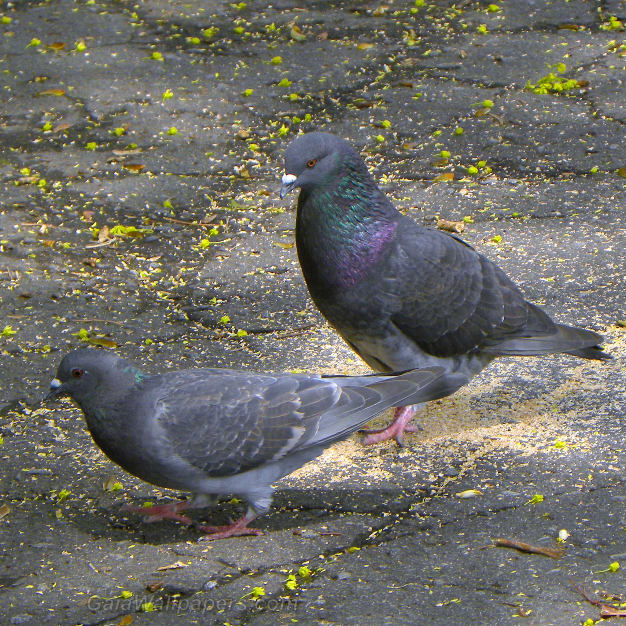Couple de pigeons - Fonds d'écran gratuits