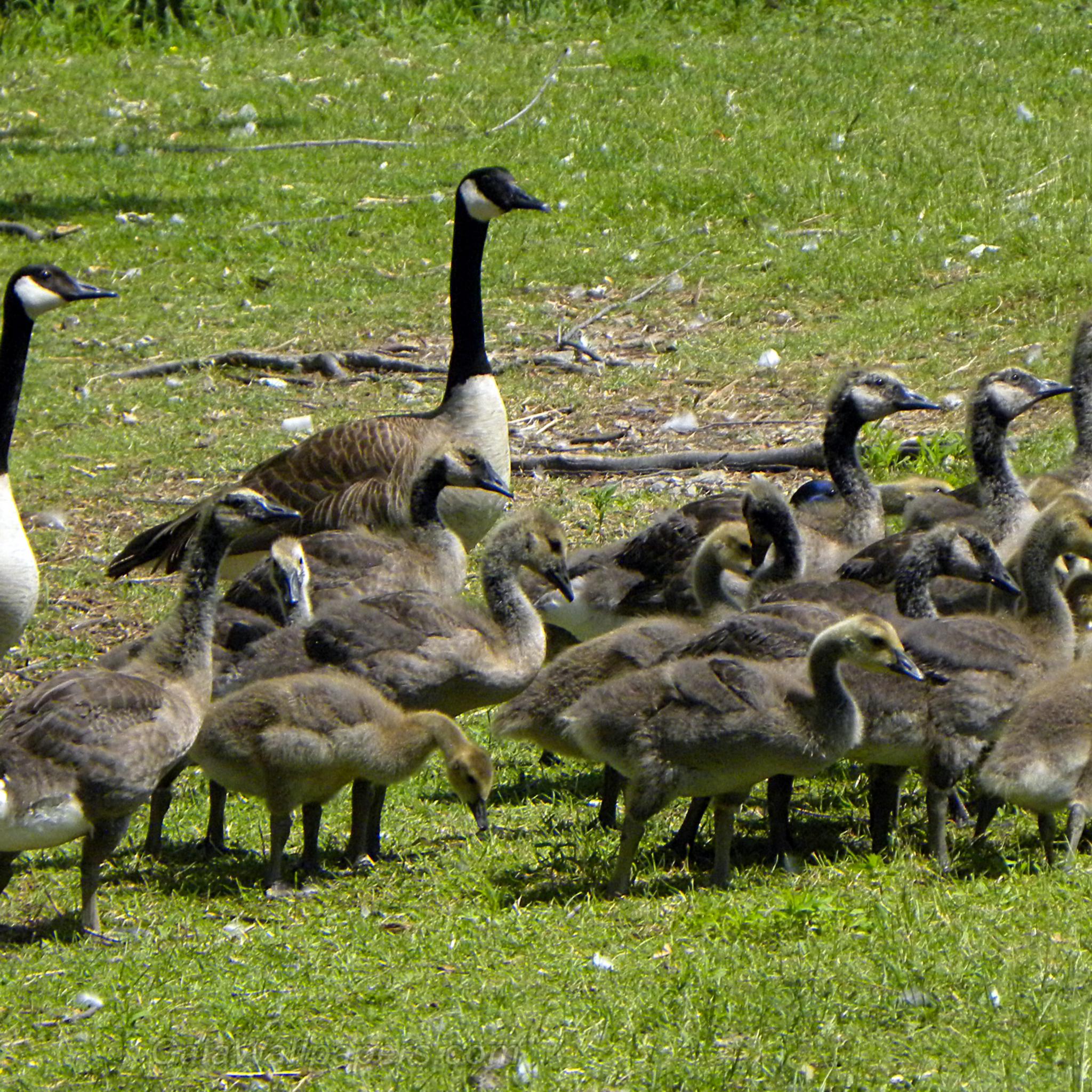 Canada Geese with their goslings - Free desktop wallpapers