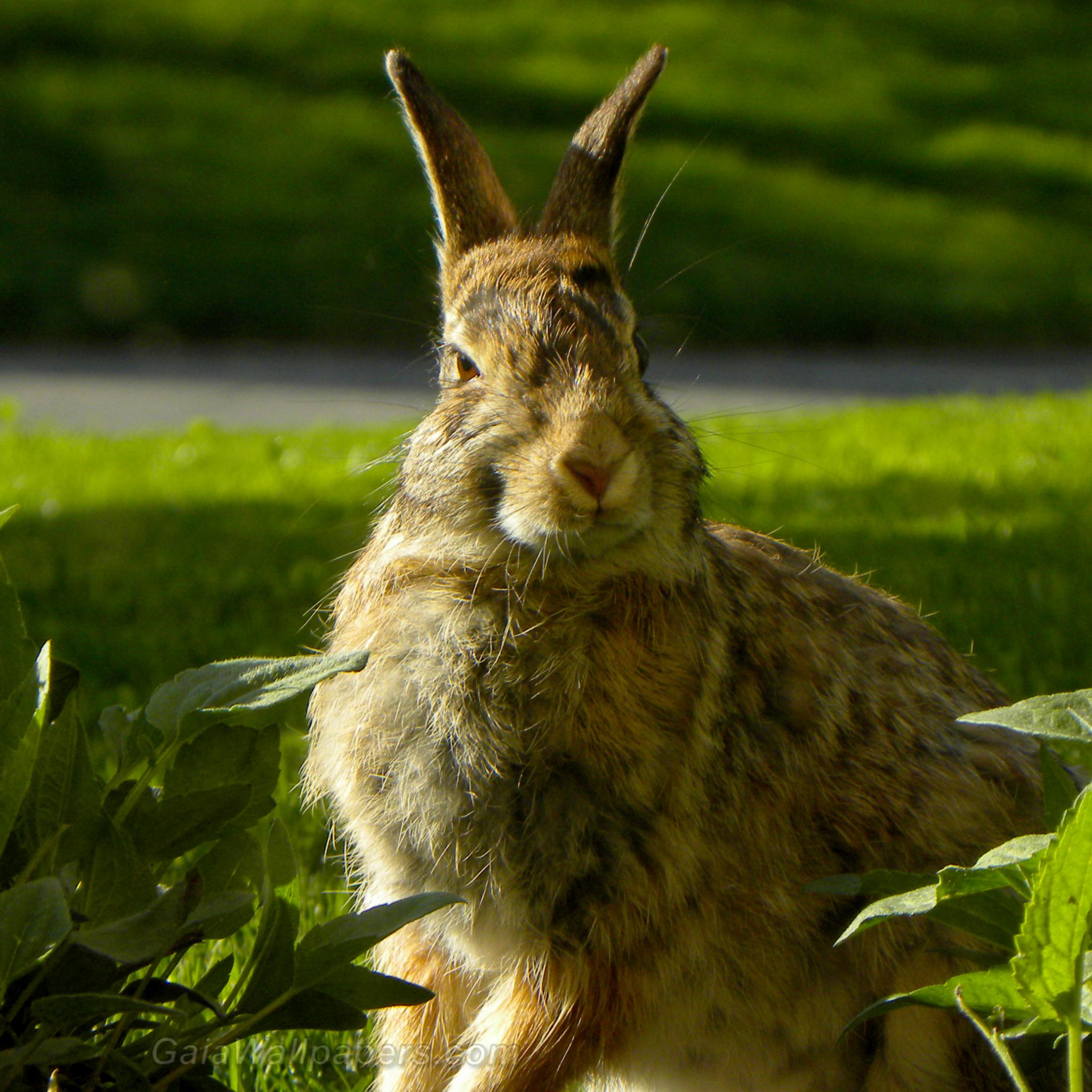 Happy rabbit in the plants - Free desktop wallpapers