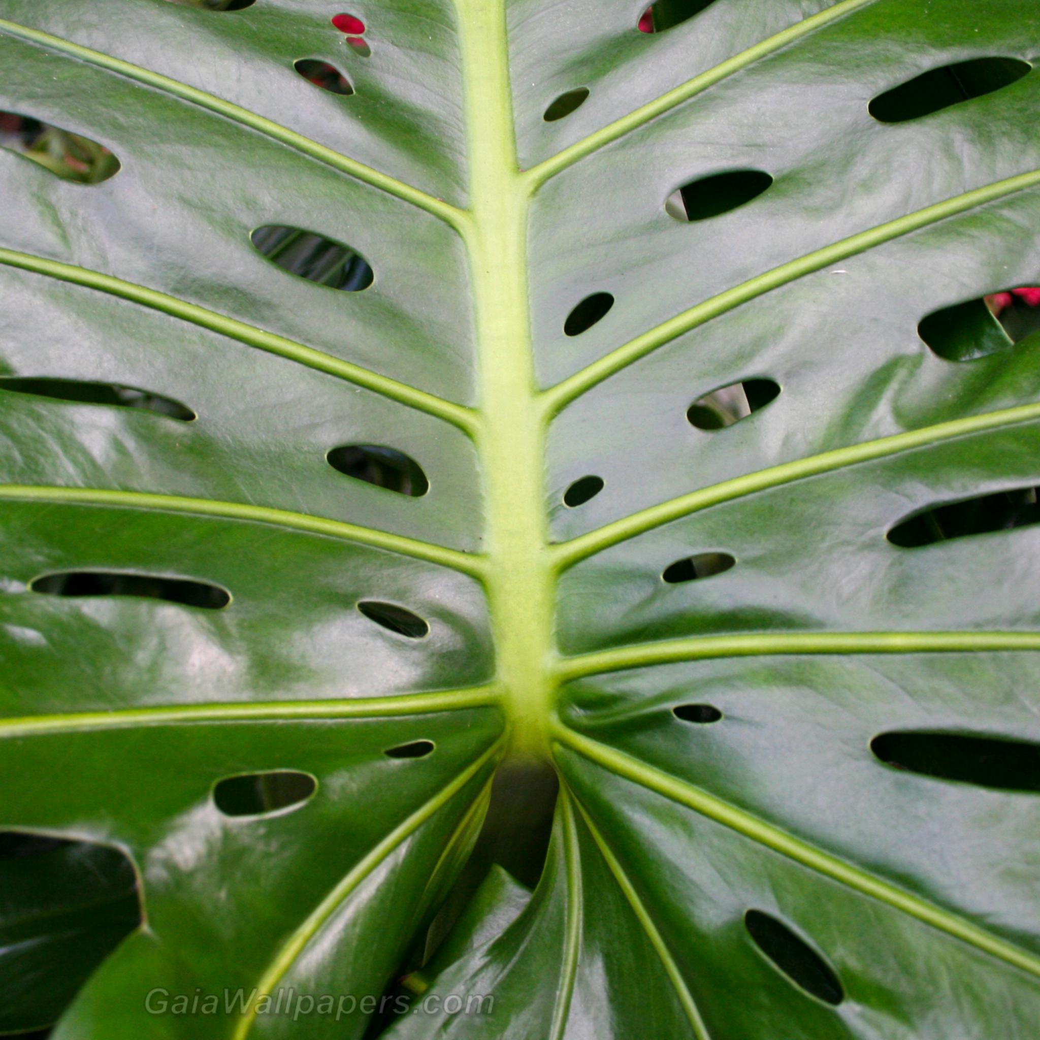 Plant leaf with holes - Free desktop wallpapers