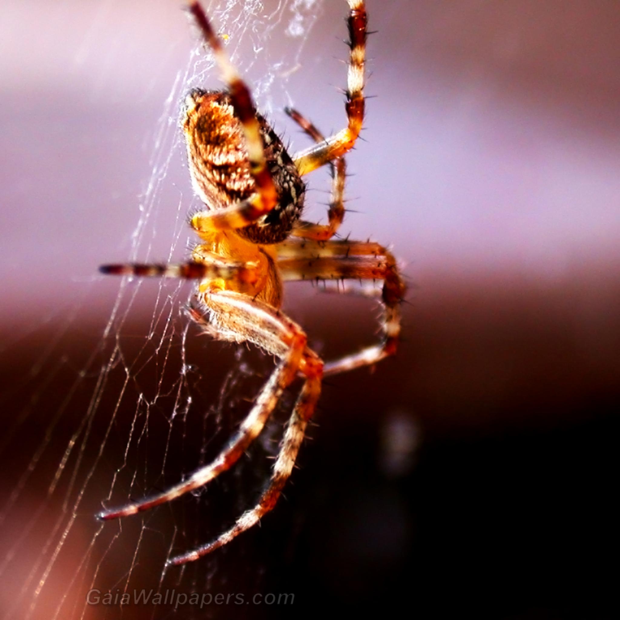Scary spider going down - Free desktop wallpapers