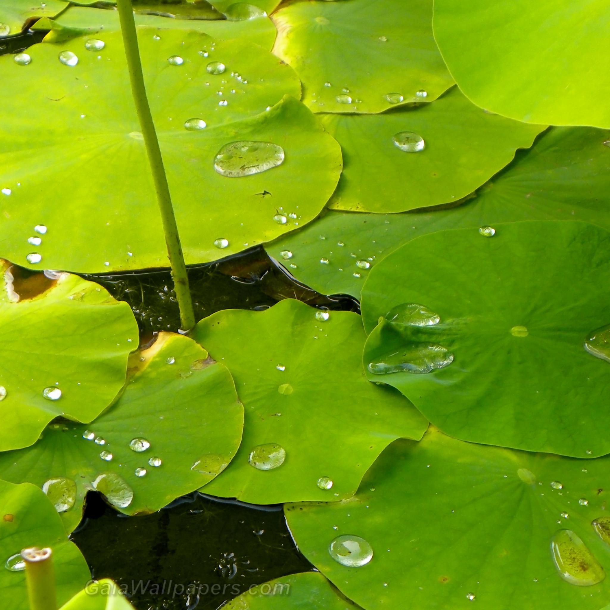 Water beading on lotus leaves - Free desktop wallpapers