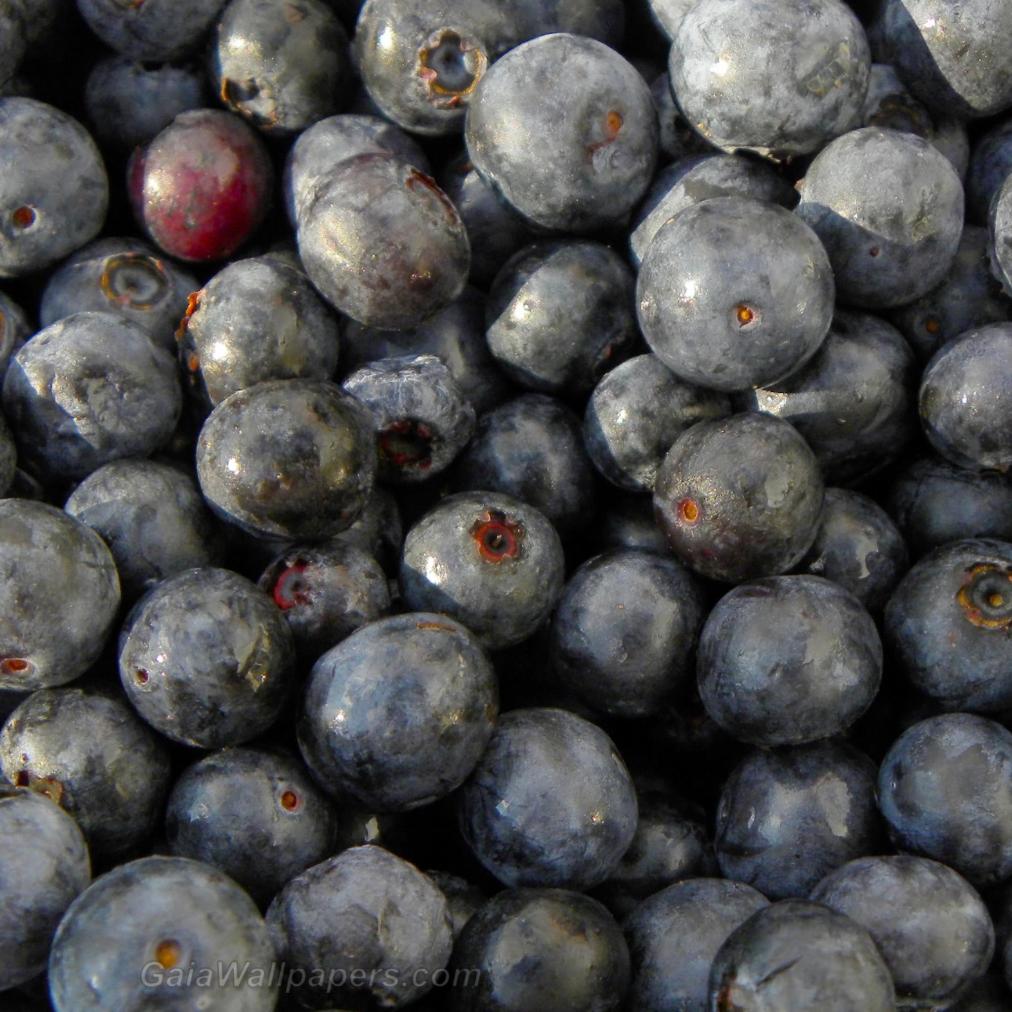 Delicious blueberries - Free desktop wallpapers