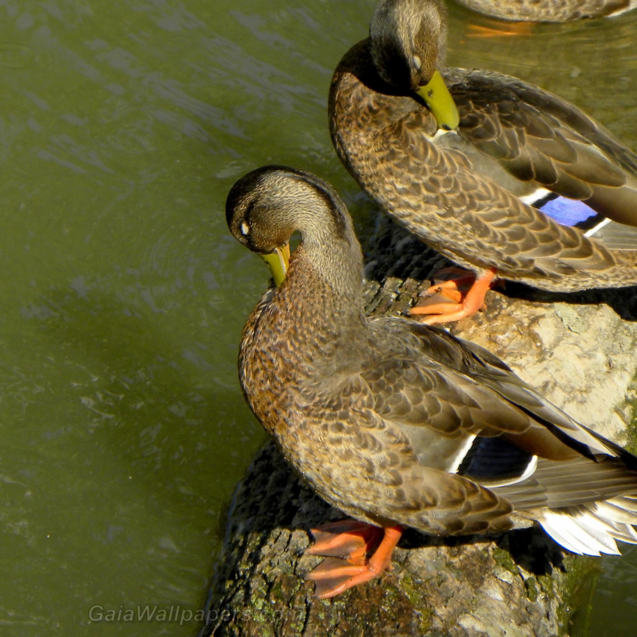 Ducks grooming on a tree trunk - Free desktop wallpapers