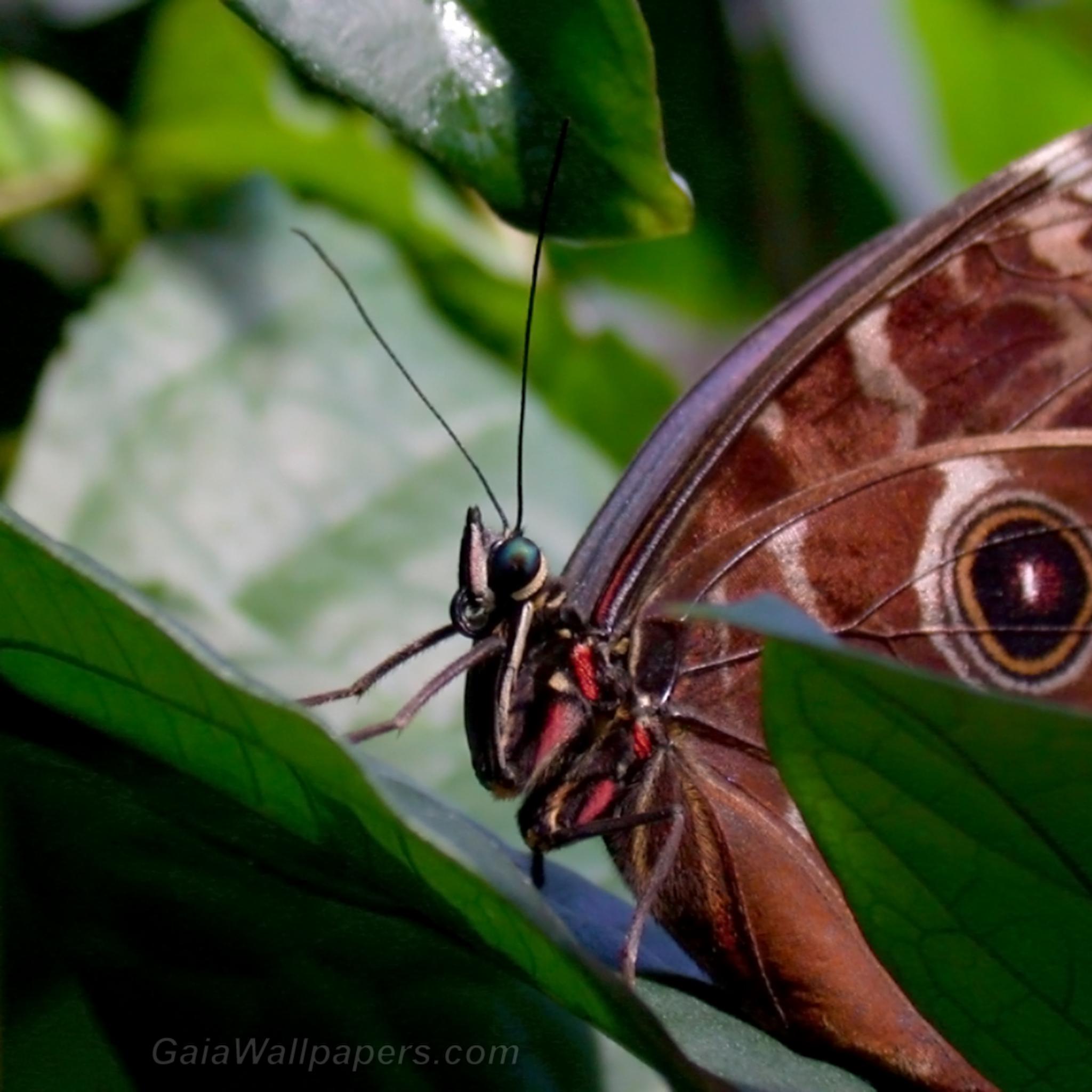 Beautiful butterfly hiding behind the leaves - Free desktop wallpapers