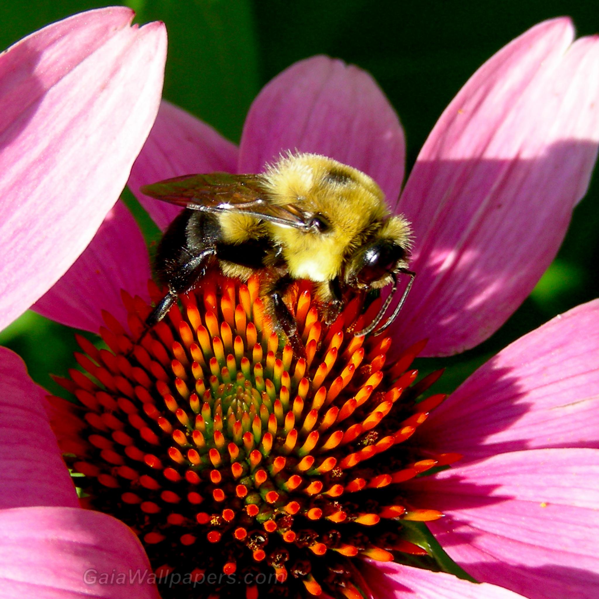 Bumblebee on Echinacea in the sunlight - Free desktop wallpapers