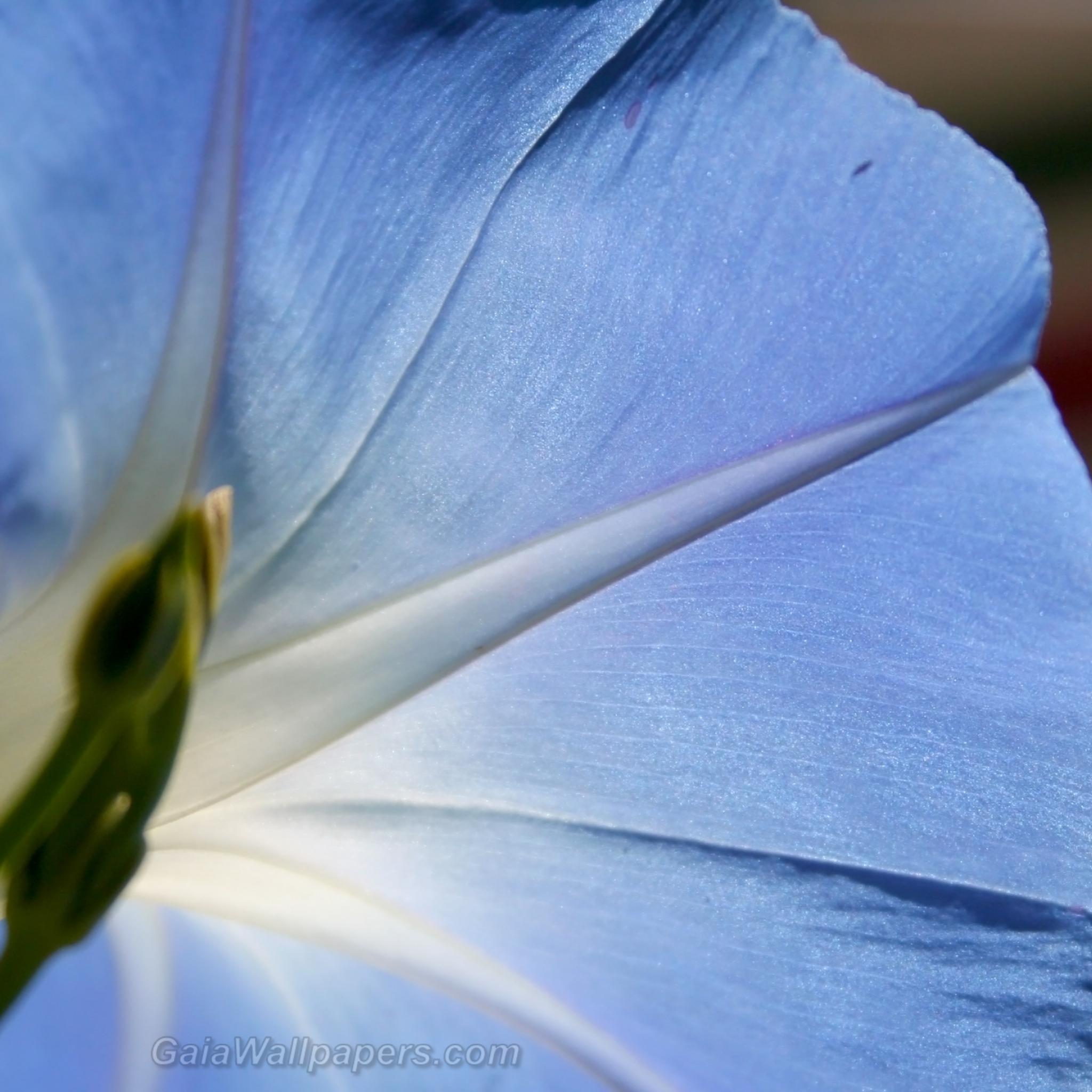 Beautiful blue flower with light passing through it - Free desktop wallpapers