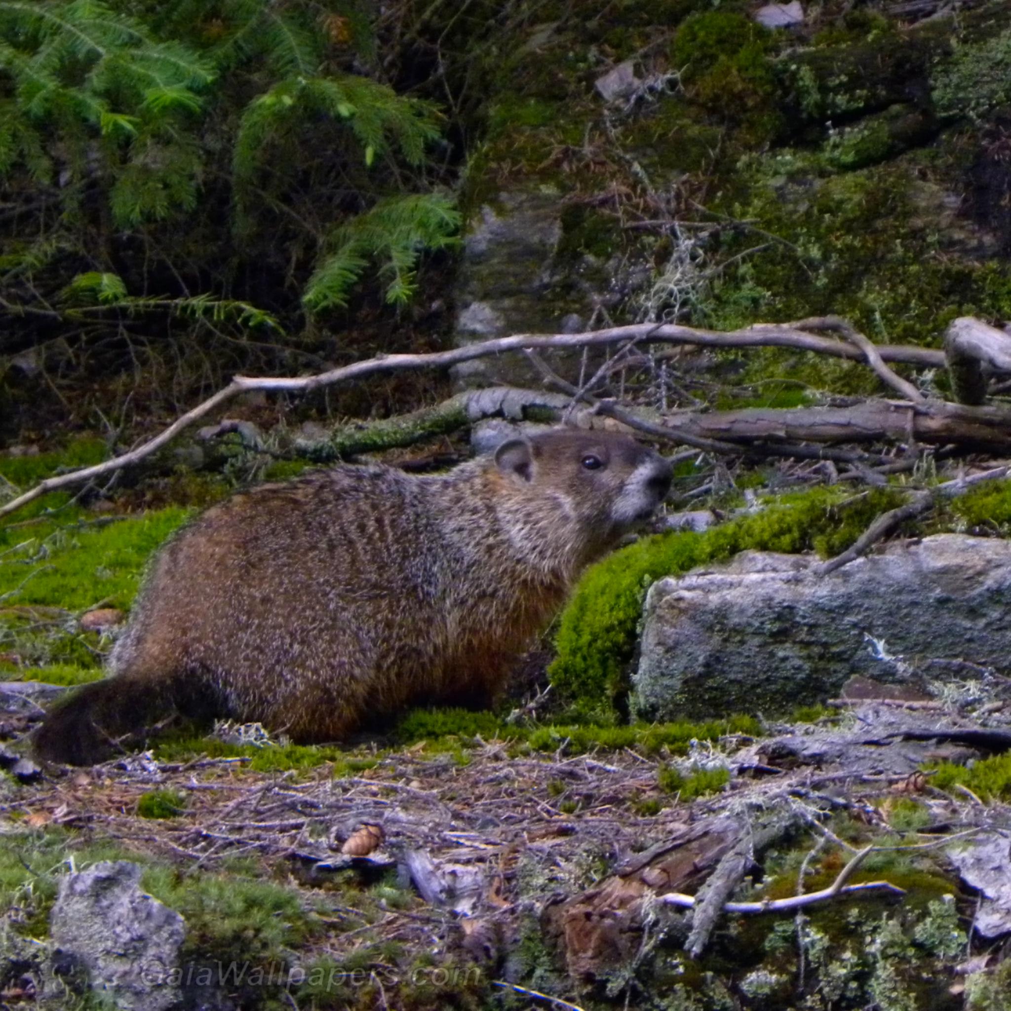 Marmotte vivant en forêt - Fonds d'écran gratuits