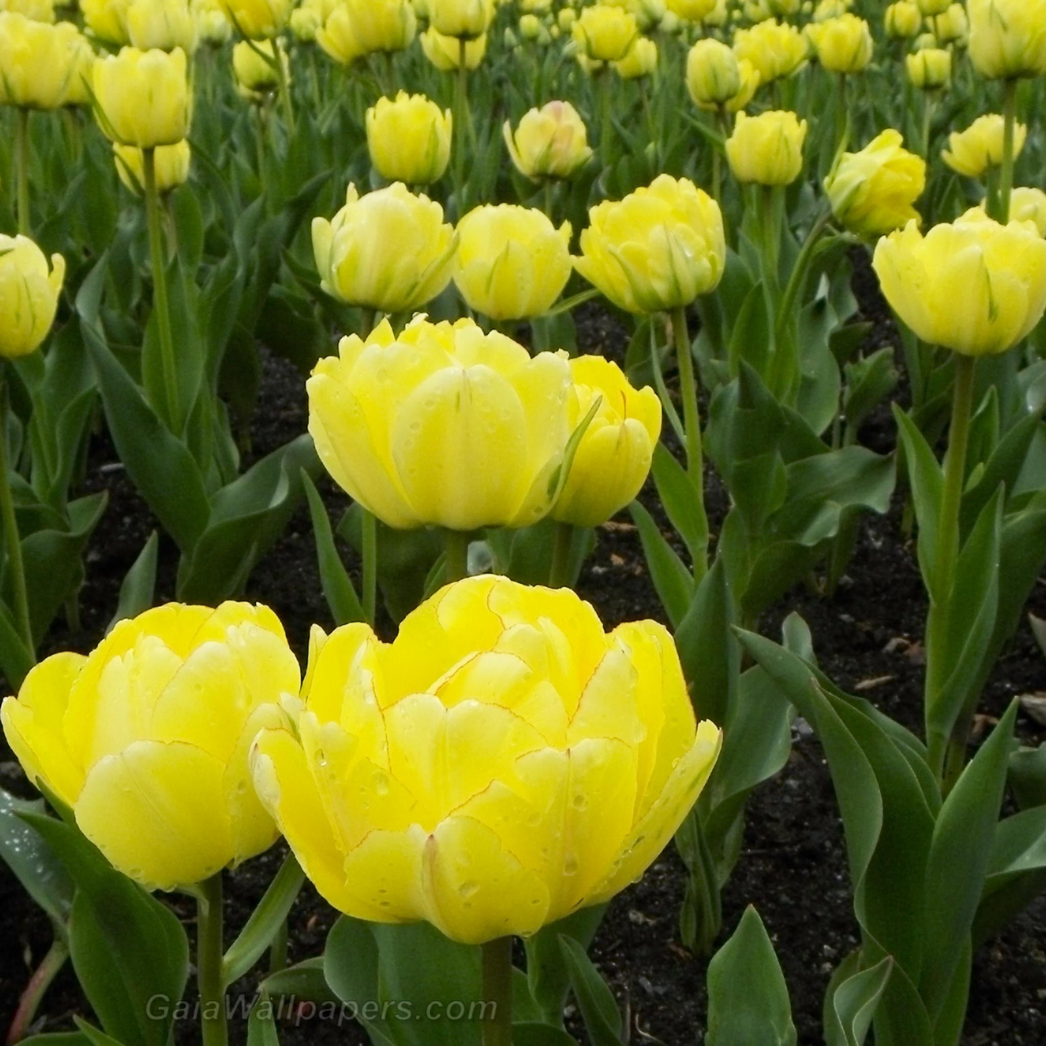 Bright yellow tulips - Free desktop wallpapers