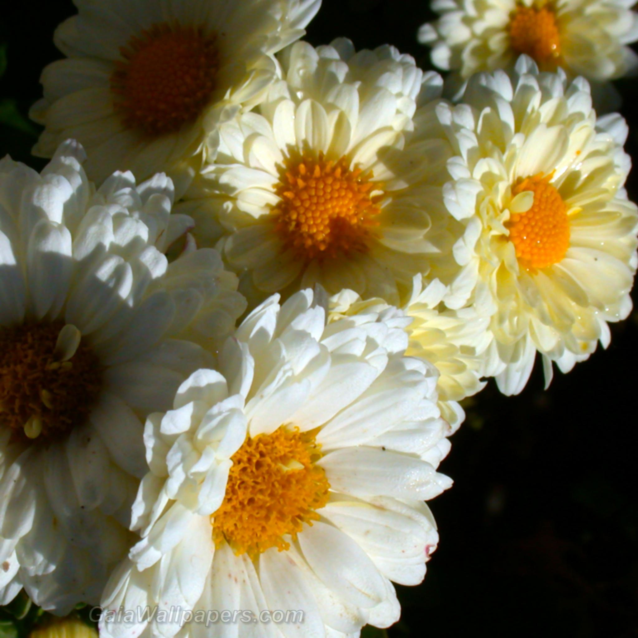 Fleurs à pétales blancs absorbant les premiers rayons de soleil - Fonds d'écran gratuits