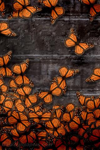 Orange butterflies on the stone wall - Free desktop wallpapers