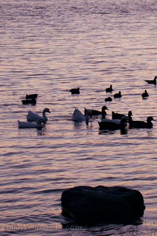 Oiseaux d'eau au coucher du soleil - Fonds d'écran gratuits