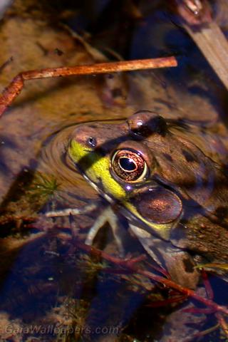 Frog hiding in the water - Free desktop wallpapers