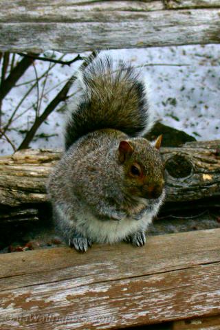 Écureuil debout sur une vieille clôture en bois - Fonds d'écran gratuits