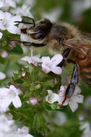 Bee gathering nectar - Free desktop wallpapers