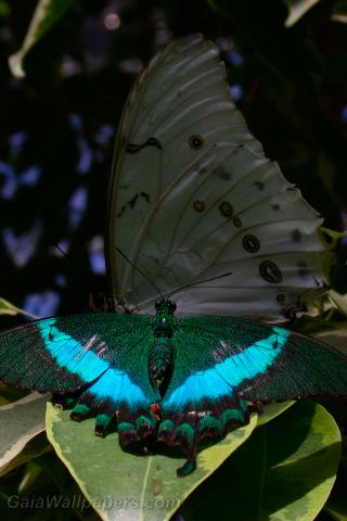 Papillon - Fonds d'écran gratuits