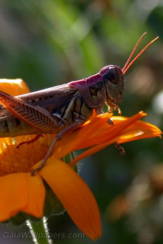Grasshopper ready to jump - Free desktop wallpapers