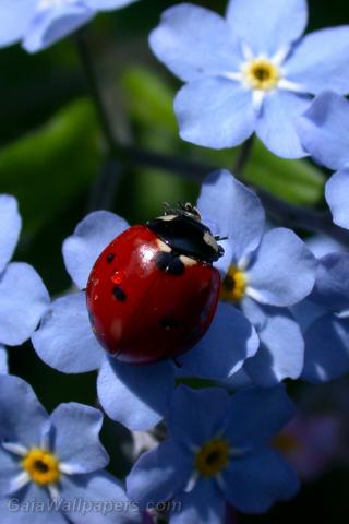 Ladybird on blue miosotis - Free desktop wallpapers