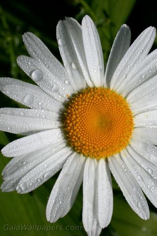 daisy in the morning dew - Free desktop wallpapers
