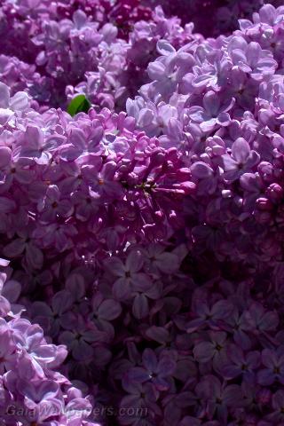 Lilac - Free desktop wallpapers