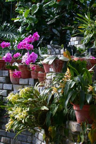 Collection d'orchidées - Fonds d'écran gratuits