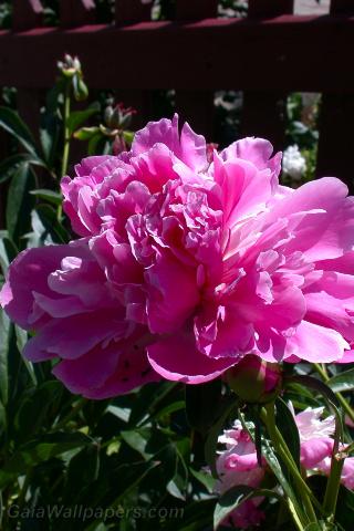 Peony with ants - Free desktop wallpapers