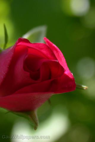 Red rose solitaire - Fonds d'écran gratuits